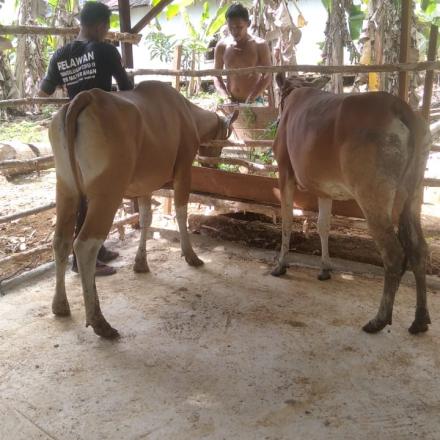 Ketahanan Pangan Desa Mataraman: Mendorong Pertumbuhan Peternakan Lokal